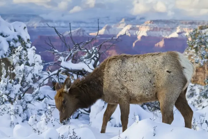 Framed Print : Elk (Cervus canadensis) (wapiti), South Rim, Grand Canyon National Park, UNESCO World Heritage Site, Arizona, United States of America, North America Framed Print : Elk (Cervus canadensis) (wapiti), South Rim, Grand Canyon National Park, UNESCO World Heritage Site, Arizona, United States of America, North America