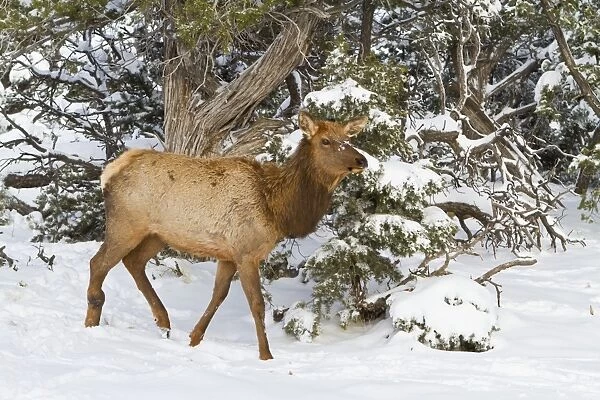 Elk, Cervus canadensis, wapiti, South Rim, Grand Canyon National Park, UNESCO World Heritage Site, Arizona, United States of America, North America