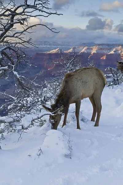 Elk (Cervus canadensis) (wapiti), South Rim, Grand Canyon National Park, UNESCO World Heritage Site, Arizona, United States of America, North America