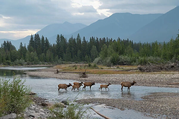 Elk crossing the Bow River, Canadian Rockies, Alberta, Canada, North America