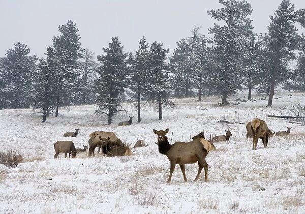 Elk herd, Flagstaff Mountain, Colorado, United States of America, North America