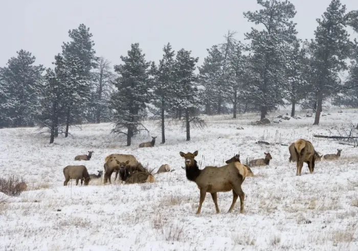 Framed Print : Elk herd, Flagstaff Mountain, Colorado, United States of America, North America Framed Print : Elk herd, Flagstaff Mountain, Colorado, United States of America, North America