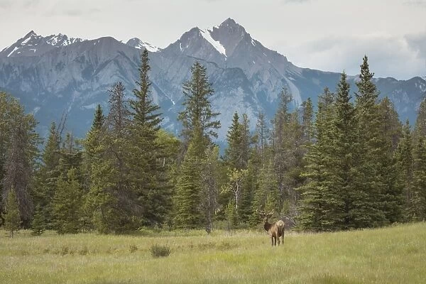 Elk with Rocky Mountains in the background, Jasper National Park, UNESCO World Heritage Site