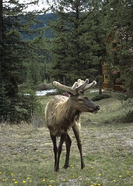 Elk or wapiti (Cervus elaphus), Bow Valley Parkway, near Lake Louise, Banff National Park