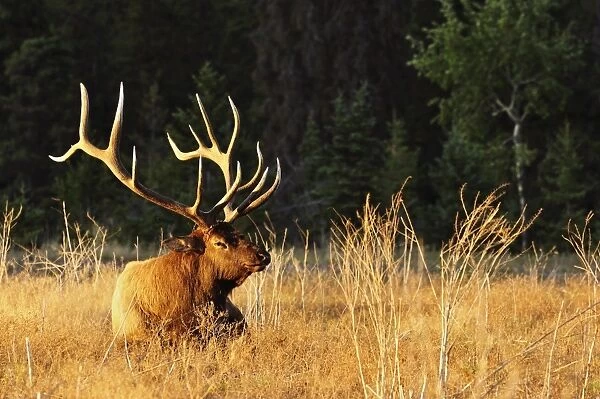 Elk (wapiti), Jasper National Park, Alberta, Canada, North America
