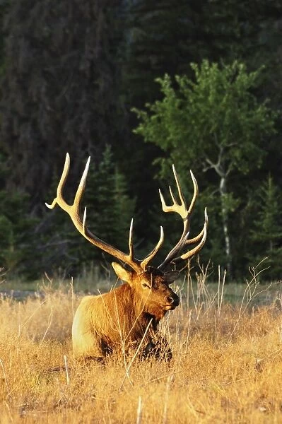 Elk (wapiti), Jasper National Park, Alberta, Canada, North America