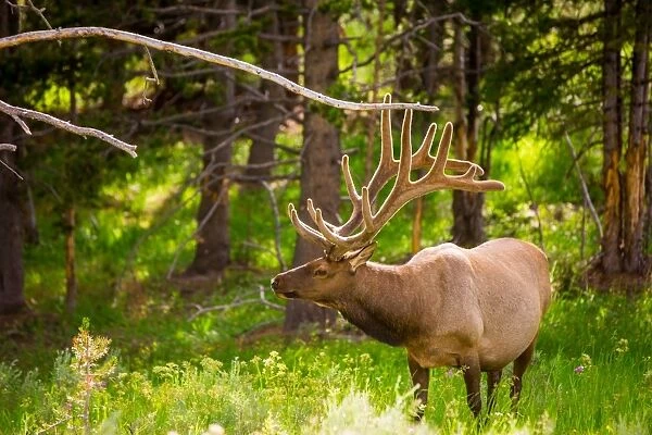 Elk in Yellowstone National Park, Wyoming, United States of America, North America