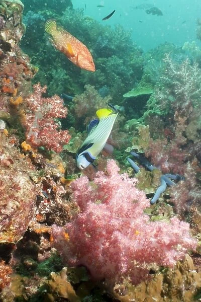 Emperor Angelfish (Pomacanthus imperator), Coral Hind (cephalopholis), Southern Thailand, Andaman Sea, Indian Ocean, Asia