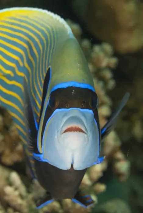 Framed Print : Emperor angelfish (Pomacanthus imperator) close-up, Naama Bay, off Sharm el-Sheikh, Sinai, Red Sea, Egypt, North Africa, Africa Framed Print : Emperor angelfish (Pomacanthus imperator) close-up, Naama Bay, off Sharm el-Sheikh, Sinai, Red Sea, Egypt, North Africa, Africa