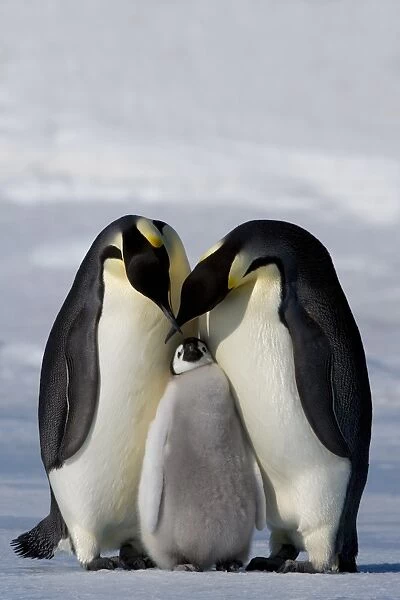 Emperor penguin (Aptenodytes forsteri), Snow Hill Island, Weddell Sea, Antarctica