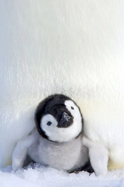 Emperor penguin (Aptenodytes forsteri), chick, Snow Hill Island, Weddell Sea