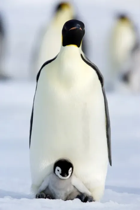 Framed Print : Emperor penguin (Aptenodytes forsteri) and chick, Snow Hill Island, Weddell Sea Framed Print : Emperor penguin (Aptenodytes forsteri) and chick, Snow Hill Island, Weddell Sea