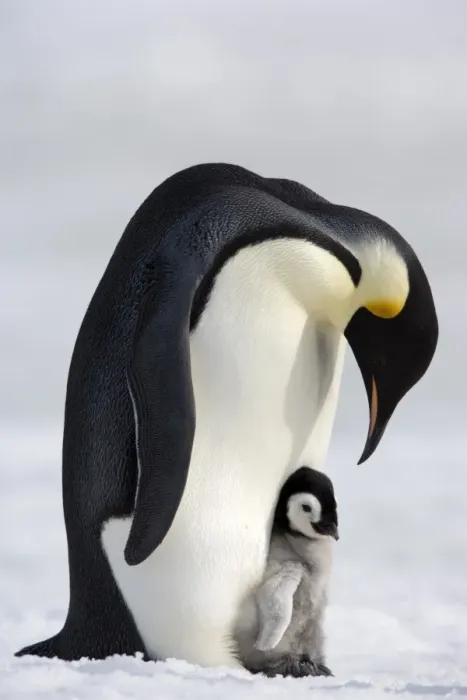 Framed Print : Emperor penguin (Aptenodytes forsteri) and chick, Snow Hill Island, Weddell Sea Framed Print : Emperor penguin (Aptenodytes forsteri) and chick, Snow Hill Island, Weddell Sea
