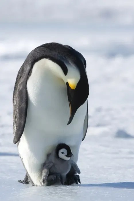 Framed Print : Emperor penguin (Aptenodytes forsteri) and chick, Snow Hill Island, Weddell Sea Framed Print : Emperor penguin (Aptenodytes forsteri) and chick, Snow Hill Island, Weddell Sea