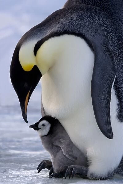 Emperor penguin (Aptenodytes forsteri) and chick, Snow Hill Island, Weddell Sea
