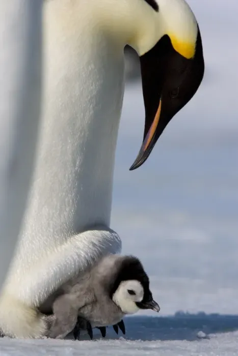 Framed Print : Emperor penguin (Aptenodytes forsteri) and chick, Snow Hill Island, Weddell Sea Framed Print : Emperor penguin (Aptenodytes forsteri) and chick, Snow Hill Island, Weddell Sea