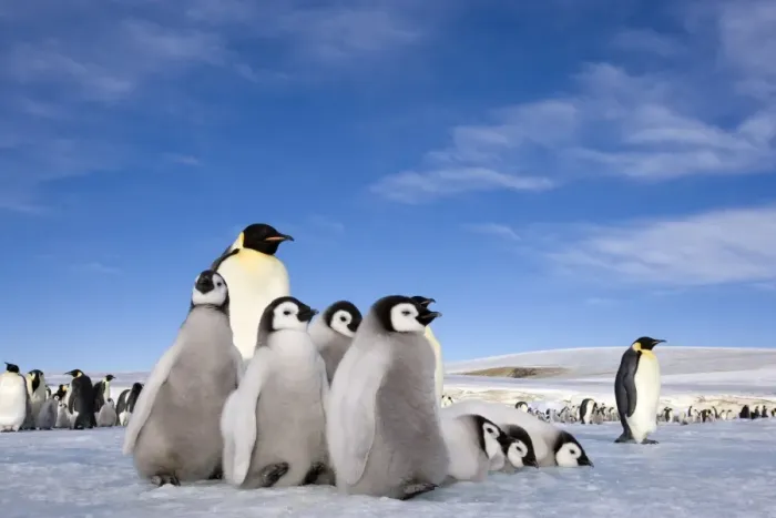 Framed Print : Emperor penguin (Aptenodytes forsteri) and chicks, Snow Hill Island, Weddell Sea Framed Print : Emperor penguin (Aptenodytes forsteri) and chicks, Snow Hill Island, Weddell Sea