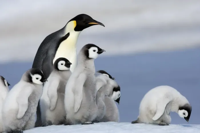 Framed Print : Emperor penguin (Aptenodytes forsteri) and chicks, Snow Hill Island, Weddell Sea Framed Print : Emperor penguin (Aptenodytes forsteri) and chicks, Snow Hill Island, Weddell Sea