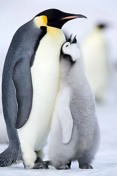Emperor penguin chick and adult (Aptenodytes forsteri), Snow Hill Island