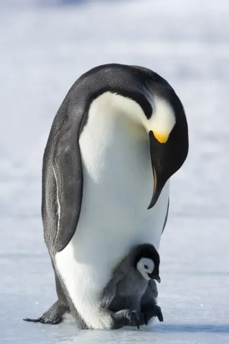 Framed Print : Emperor penguin chick and adult (Aptenodytes forsteri), Snow Hill Island Framed Print : Emperor penguin chick and adult (Aptenodytes forsteri), Snow Hill Island