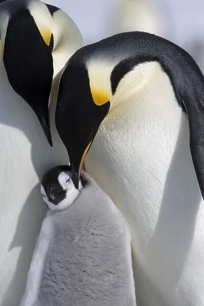 Emperor penguin chick and adults (Aptenodytes forsteri), Snow Hill Island