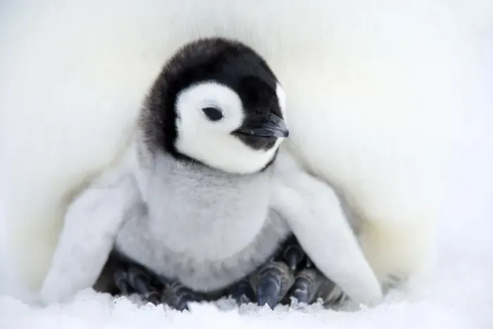 Framed Print : Emperor penguin chick (Aptenodytes forsteri), Snow Hill Island, Weddell Sea Framed Print : Emperor penguin chick (Aptenodytes forsteri), Snow Hill Island, Weddell Sea