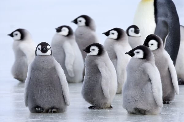 Emperor penguin chicks (Aptenodytes forsteri), Snow Hill Island, Weddell Sea