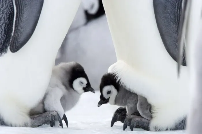 Framed Print : Emperor penguin chicks (Aptenodytes forsteri), Snow Hill Island, Weddell Sea Framed Print : Emperor penguin chicks (Aptenodytes forsteri), Snow Hill Island, Weddell Sea