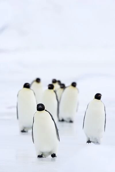 Emperor penguins (Aptenodytes forsteri), Snow Hill Island, Weddell Sea