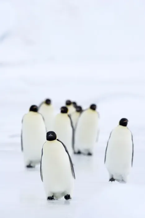 Framed Print : Emperor penguins (Aptenodytes forsteri), Snow Hill Island, Weddell Sea Framed Print : Emperor penguins (Aptenodytes forsteri), Snow Hill Island, Weddell Sea