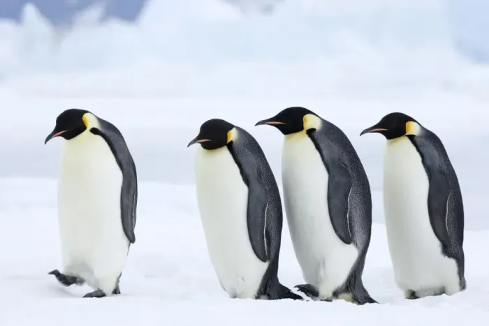 Framed Print : Emperor penguins (Aptenodytes forsteri), Snow Hill Island, Weddell Sea Framed Print : Emperor penguins (Aptenodytes forsteri), Snow Hill Island, Weddell Sea
