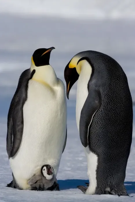 Framed Print : Emperor penguins (Aptenodytes forsteri) and chick, Snow Hill Island, Weddell Sea Framed Print : Emperor penguins (Aptenodytes forsteri) and chick, Snow Hill Island, Weddell Sea