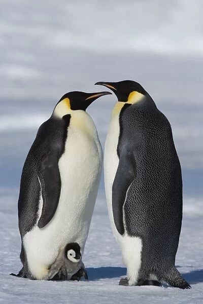 Emperor penguins (Aptenodytes forsteri) and chick, Snow Hill Island, Weddell Sea