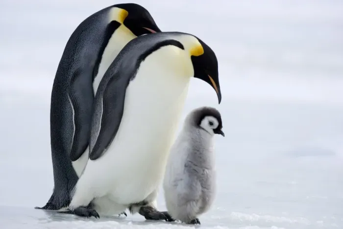 Framed Print : Emperor penguins (Aptenodytes forsteri) and chick, Snow Hill Island, Weddell Sea Framed Print : Emperor penguins (Aptenodytes forsteri) and chick, Snow Hill Island, Weddell Sea