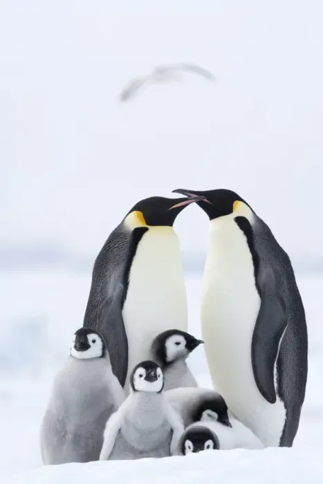 Framed Print : Emperor penguins (Aptenodytes forsteri) and chicks, Snow Hill Island, Weddell Sea Framed Print : Emperor penguins (Aptenodytes forsteri) and chicks, Snow Hill Island, Weddell Sea