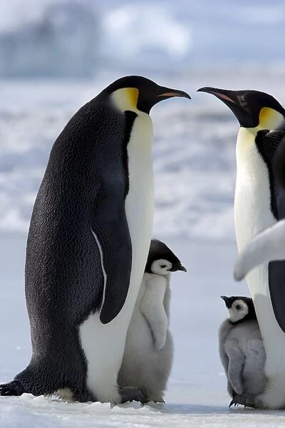 Emperor penguins (Aptenodytes forsteri) and chicks, Snow Hill Island, Weddell Sea