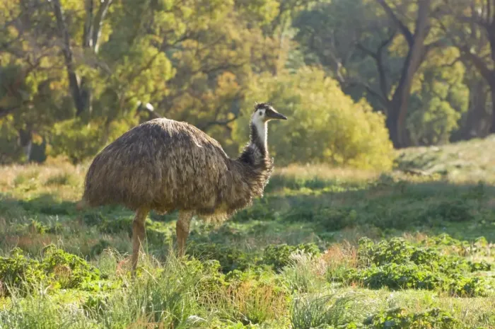 Framed Print : Emu, Flinders Ranges National Park, South Australia, Australia, Pacific Framed Print : Emu, Flinders Ranges National Park, South Australia, Australia, Pacific