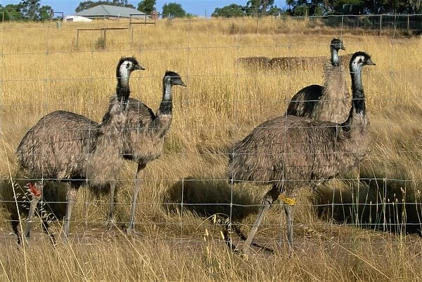 Emus at an emu farm near Rutherglen in the northeast of the state, Victoria