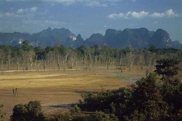 Encroaching forest in limestone basin