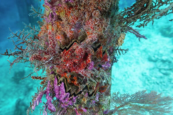 Encrusting sponges, soft corals, and other invertabrates living on pilings on Arborek Reef, Raja Ampa, Indonesia, Southeast Asia, Asia
