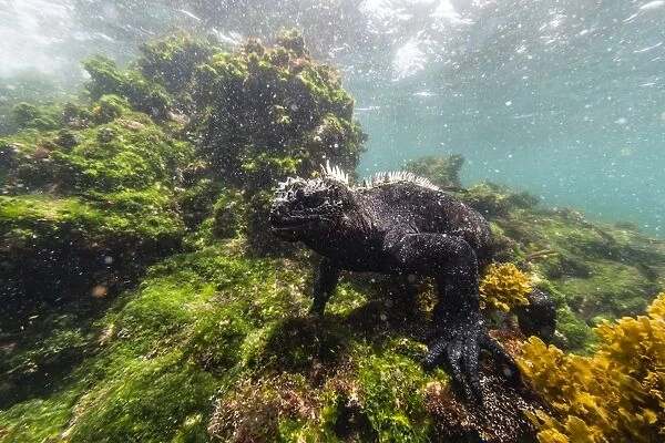 The endemic Galapagos marine iguana (Amblyrhynchus cristatus) feeding underwater