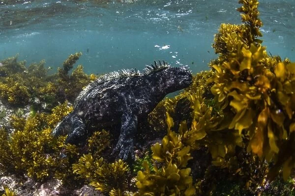 The endemic Galapagos marine iguana (Amblyrhynchus cristatus), feeding underwater