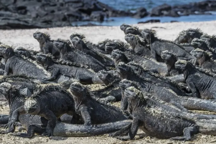 Framed Print : The endemic Galapagos marine iguana (Amblyrhynchus cristatus) basking on Fernandina Island Framed Print : The endemic Galapagos marine iguana (Amblyrhynchus cristatus) basking on Fernandina Island