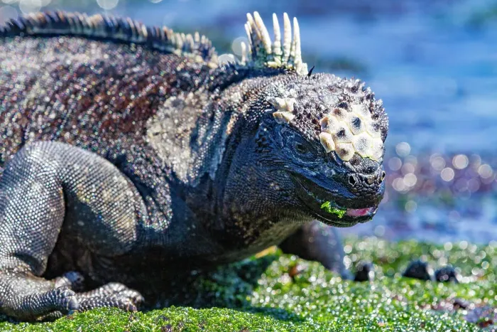 Framed Print : The endemic Galapagos marine iguana (Amblyrhynchus cristatus) feeding on algae at low tide in the Galapagos, UNESCO World Heritage Site, Ecuador, South America Framed Print : The endemic Galapagos marine iguana (Amblyrhynchus cristatus) feeding on algae at low tide in the Galapagos, UNESCO World Heritage Site, Ecuador, South America