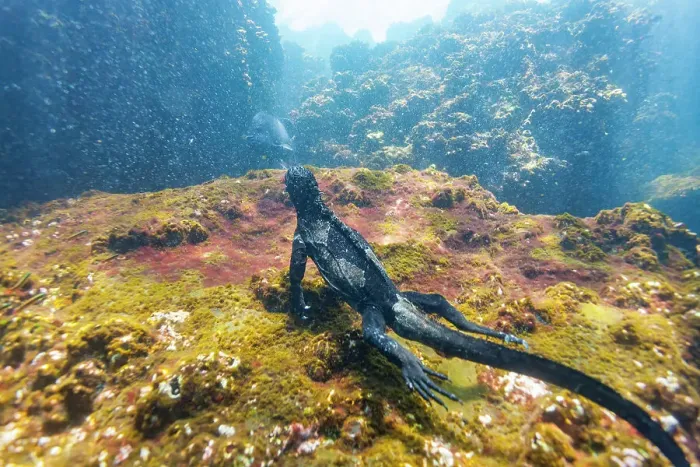 Framed Print : The endemic Galapagos marine iguana (Amblyrhynchus cristatus) feeding underwater in the Galapagos, UNESCO World Heritage Site, Ecuador, South America Framed Print : The endemic Galapagos marine iguana (Amblyrhynchus cristatus) feeding underwater in the Galapagos, UNESCO World Heritage Site, Ecuador, South America
