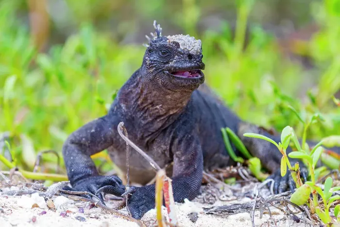 Framed Print : The endemic Galapagos marine iguana (Amblyrhynchus cristatus) in the Galapagos Island Archipelago, UNESCO World Heritage Site, Ecuador, South America