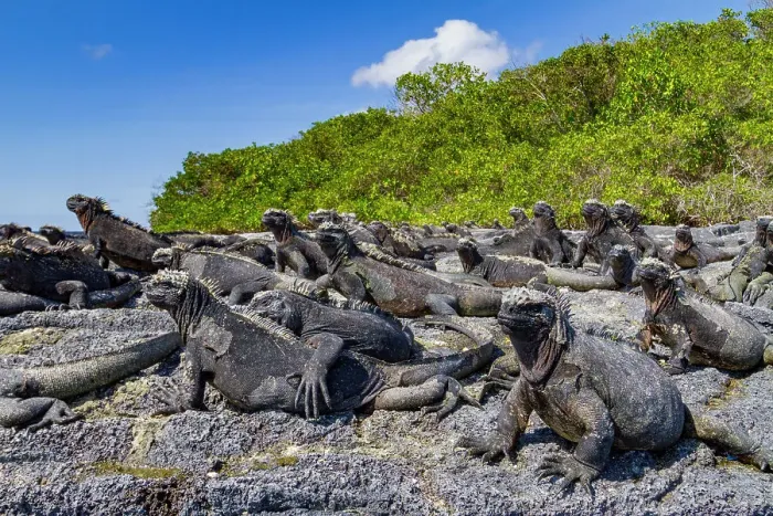 Framed Print : The endemic Galapagos marine iguana (Amblyrhynchus cristatus) in the Galapagos Island Archipelago, UNESCO World Heritage Site, Ecuador, South America