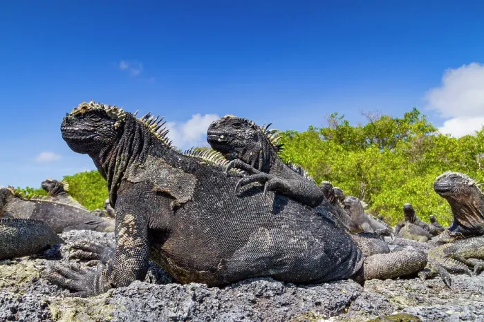 Framed Print : The endemic Galapagos marine iguana (Amblyrhynchus cristatus) in the Galapagos Island Archipelago, UNESCO World Heritage Site, Ecuador, South America Framed Print : The endemic Galapagos marine iguana (Amblyrhynchus cristatus) in the Galapagos Island Archipelago, UNESCO World Heritage Site, Ecuador, South America