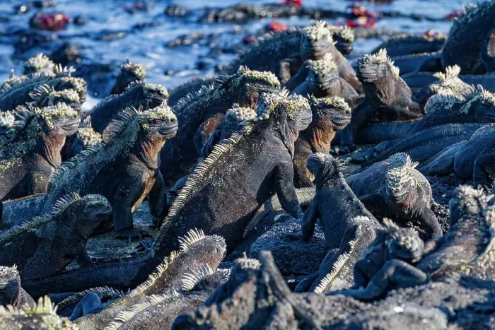 Framed Print : The endemic Galapagos marine iguana (Amblyrhynchus cristatus) in the Galapagos Island Archipelago, UNESCO World Heritage Site, Ecuador, South America Framed Print : The endemic Galapagos marine iguana (Amblyrhynchus cristatus) in the Galapagos Island Archipelago, UNESCO World Heritage Site, Ecuador, South America