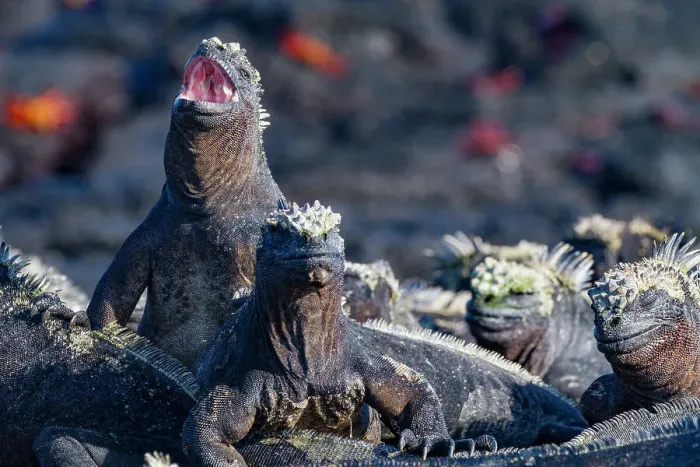 Framed Print : The endemic Galapagos marine iguana (Amblyrhynchus cristatus) in the Galapagos Island Archipelago, UNESCO World Heritage Site, Ecuador, South America Framed Print : The endemic Galapagos marine iguana (Amblyrhynchus cristatus) in the Galapagos Island Archipelago, UNESCO World Heritage Site, Ecuador, South America